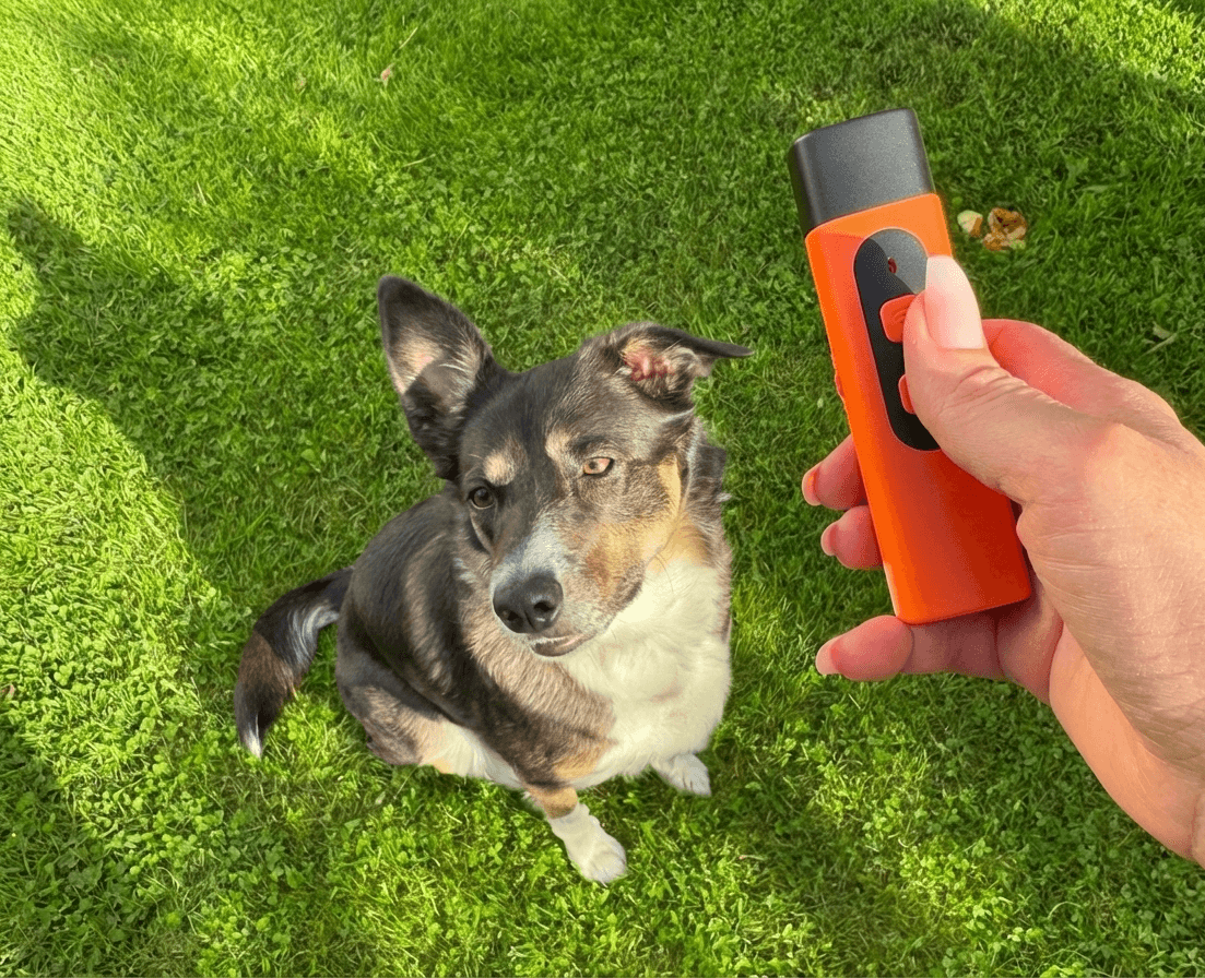 Dog on grass with a person holding an orange electronic device